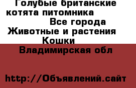Голубые британские котята питомника Silvery Snow. - Все города Животные и растения » Кошки   . Владимирская обл.